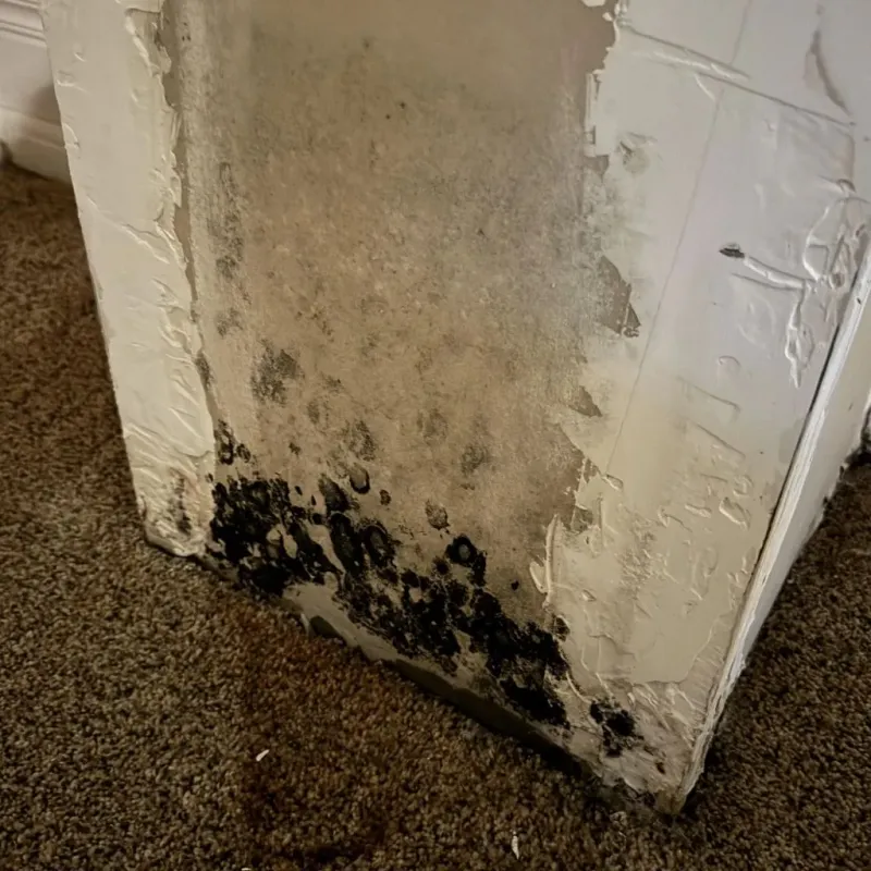 Professional Mold Removal in Contra Costa Centre, CA